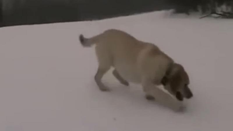 VIRAL! Câinele acesta iubește zăpada. Se dă singur pe derdeluș!