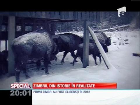 Zimbrul rom&acirc;nesc, un simbol pe cale de dispariție