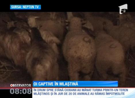 20 de oi au rămas captive într-o mlaştină din Constanţa