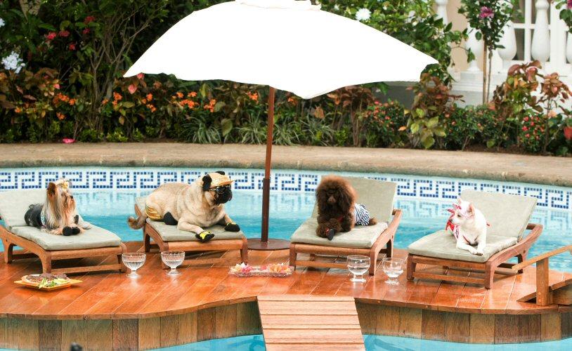 Beverly Hills Chihuahua.Vineri, ora 20.30, Antena 1. Dragostea căţeluşilor &icirc;nvinge diferenţele de clasă!