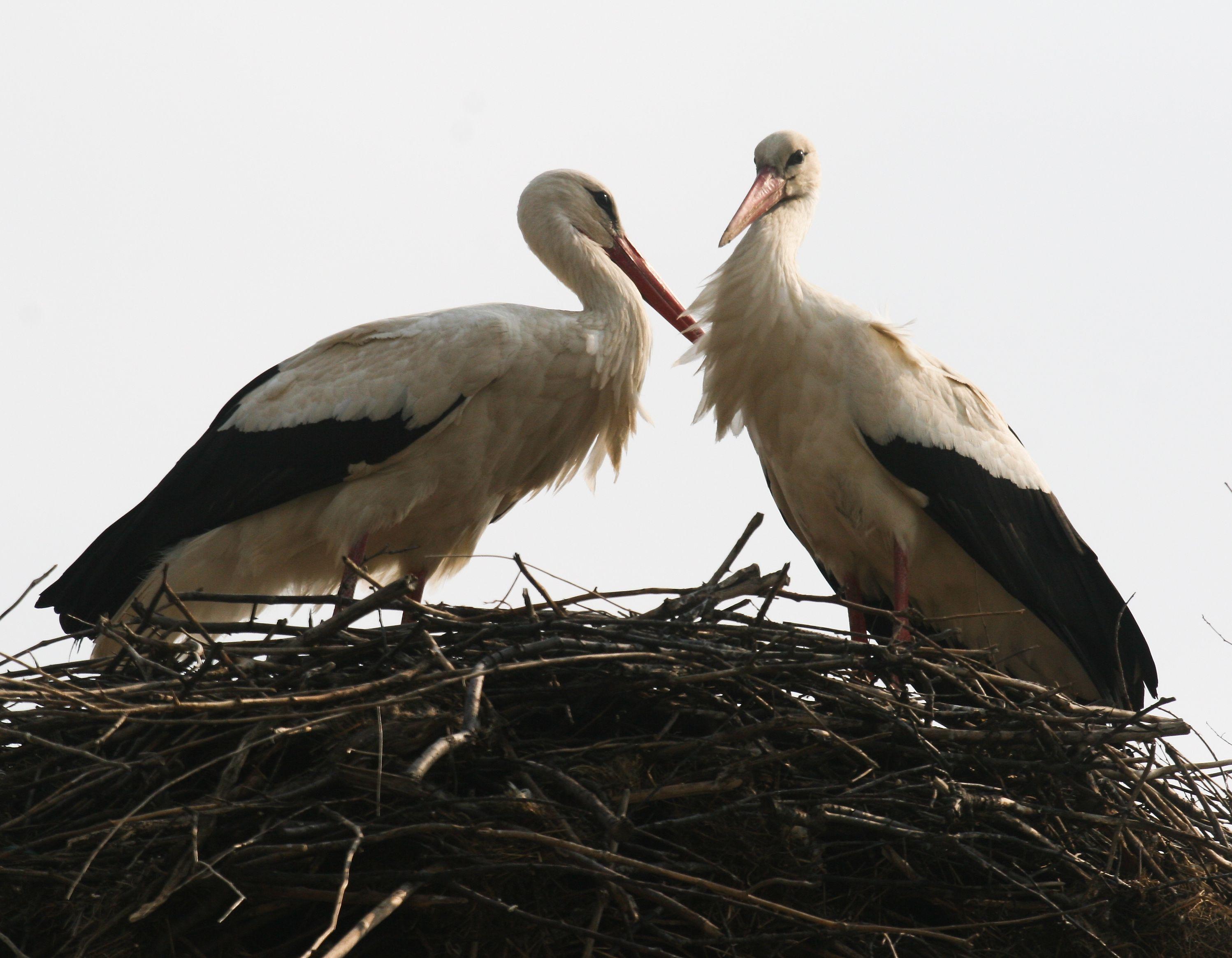 Maximă de 13 grade &icirc;n Muntenia! Cum va fi VREMEA m&acirc;ine și poim&acirc;ine