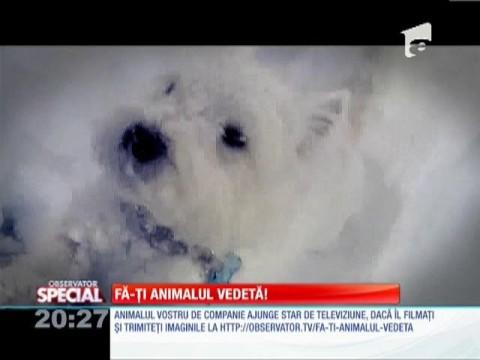 Fă-ți animalul vedetă: Un cățel "se luptă" cu zăpada!