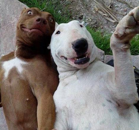 Imaginile acestea îţi vor lumina ziua! Cele mai simpatice selfie-uri ale animalelor de pe internet!