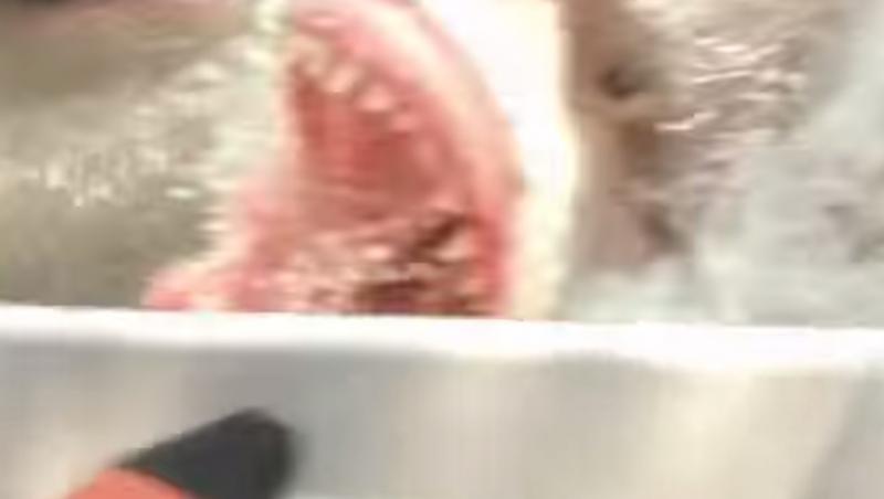 VIDEO TERIFIANT! Doamneee, aveți grijă! Rechinii colcăie prin canalele din Amsterdam! Au sărit să sfârtece mâna unei turiste americane!!!