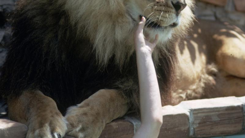 Imagini ULUITOARE! A avut ca animal de companie un LEU, iar ce a urmat e de domeniul fantasticului