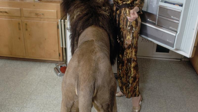 Imagini ULUITOARE! A avut ca animal de companie un LEU, iar ce a urmat e de domeniul fantasticului