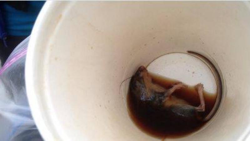 Un canadian a dat peste un şoarece în cafeaua luată de la fast food