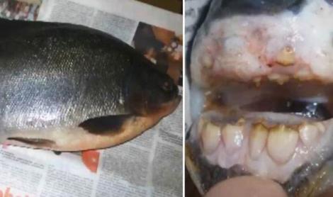 Rămâi interzis cât ai zice dantură: Un rus a capturat peștele cu dinți de om!