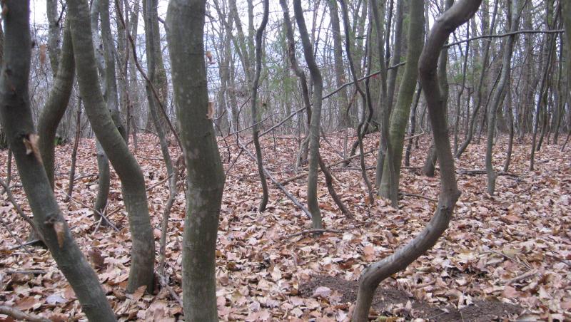 Pădurea Baciu este unul dintre cele mai misterioase locuri din România