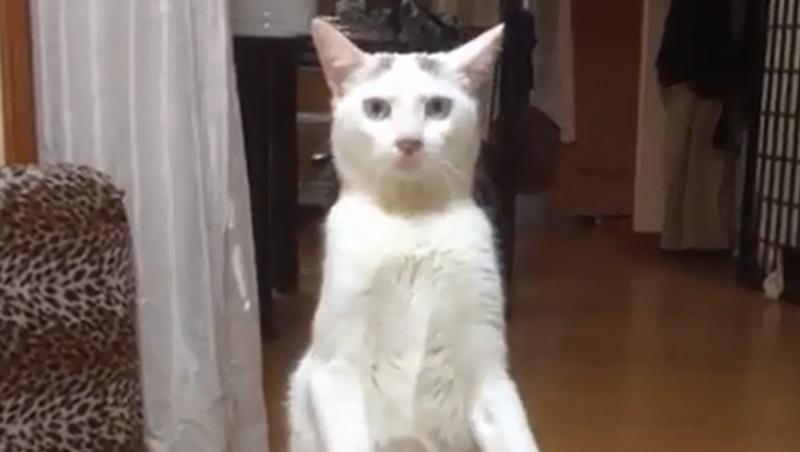 VIDEO: Credeai că pisica ta e FABULOASĂ!? Te-ai înșelat CRUNT! Ce face mâța asta te va lăsa MASCĂĂĂ!