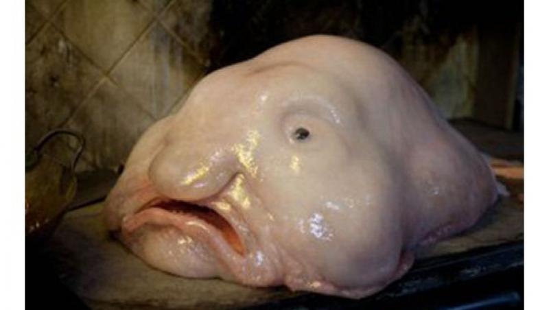 "Blobfish", cel mai urât peşte din lume