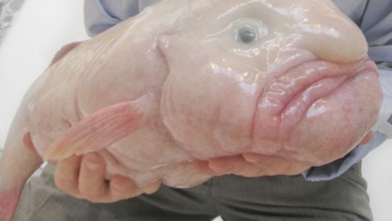 "Blobfish", cel mai urât peşte din lume