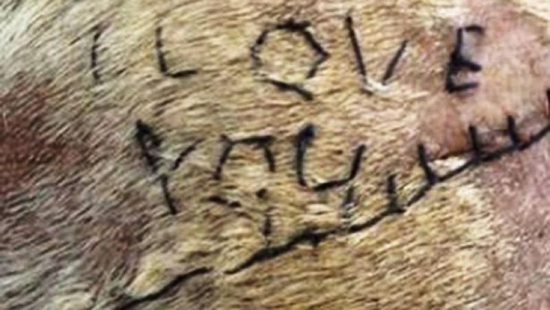 Un student la medicină veterinară a cusut pe pielea unui câine un mesaj uluitor! 