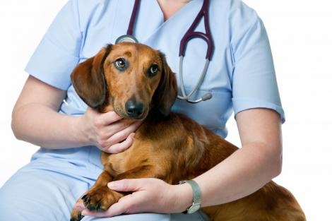 Un student la medicină veterinară a cusut pe pielea unui câine un mesaj uluitor! "Eşti nebun? Cum ai putut să faci asta?"