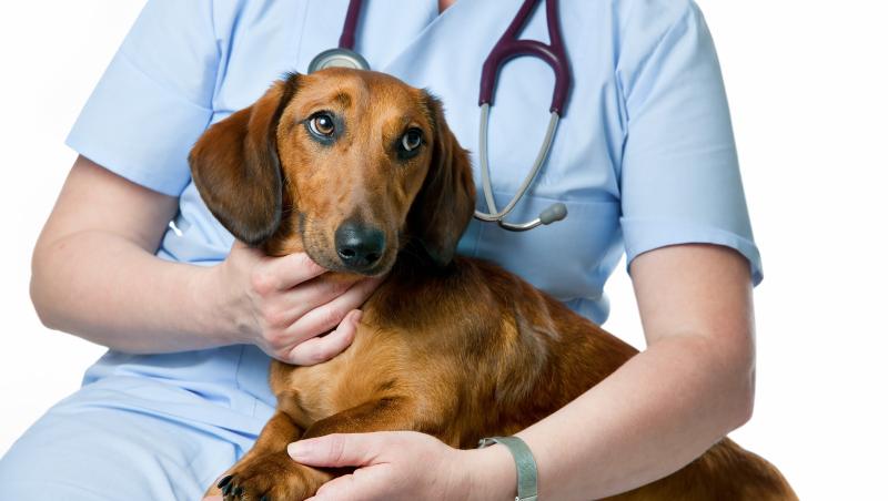 Un student la medicină veterinară a cusut pe pielea pacientului un mesaj de dragoste