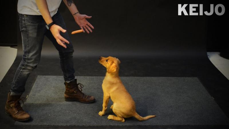 VIDEO VIRAL! Cum reacționeză un câine la un cârnat care levitează?