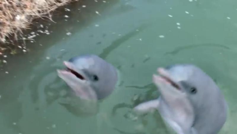 IMAGINI ULUITOARE! Trecătorii au ÎNNMĂRMURIT!! Doi delfini se joacă nestingheriţi în DÂMBOVIŢA, în zona Eroilor!