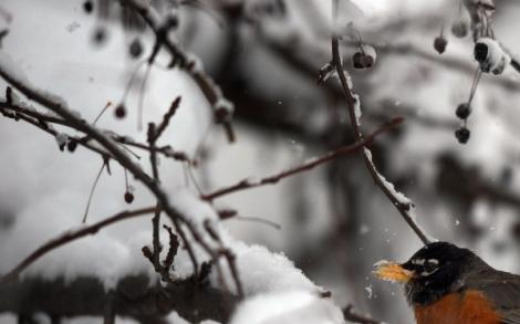 Iarna își intră în drepturi: VA NINGE! Anunțul făcut de meteorologi