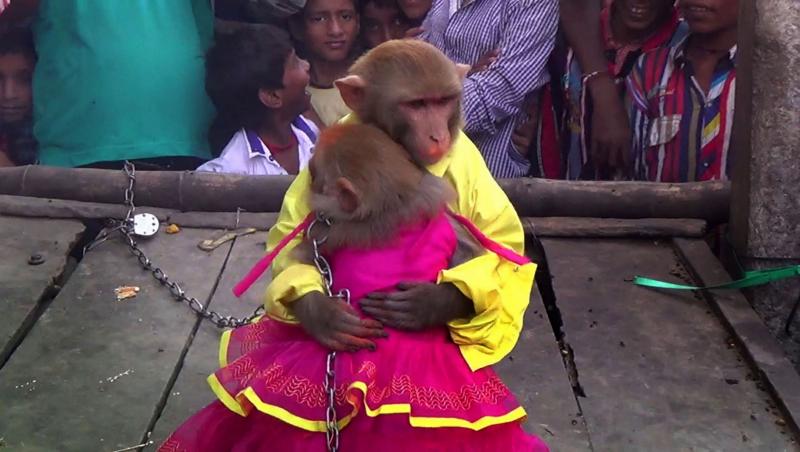 Se întâmplă în 2014: Două maimuţe s-au căsătorit! Machiaj, rochiţă roz şi săruturi fierbinţi între animale