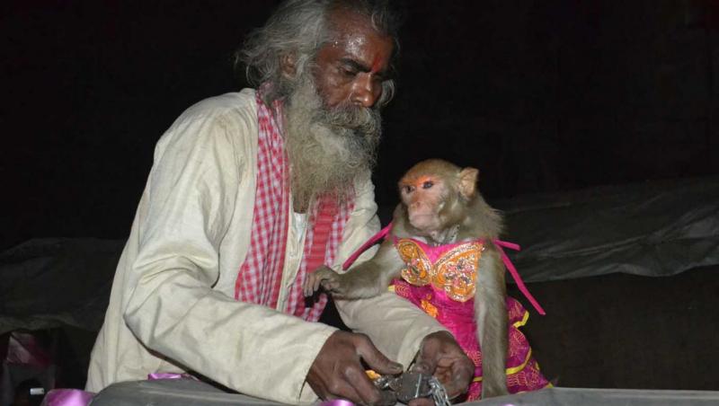 Se întâmplă în 2014: Două maimuţe s-au căsătorit! Machiaj, rochiţă roz şi săruturi fierbinţi între animale