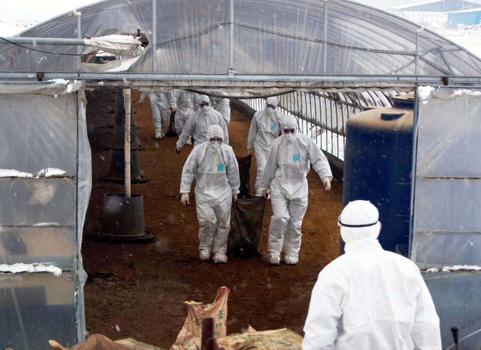 ALERTĂ MAXIMĂ! Gripa aviară, confirmată deja &icirc;n mai multe țări! Uite unde este PERICOLUL!