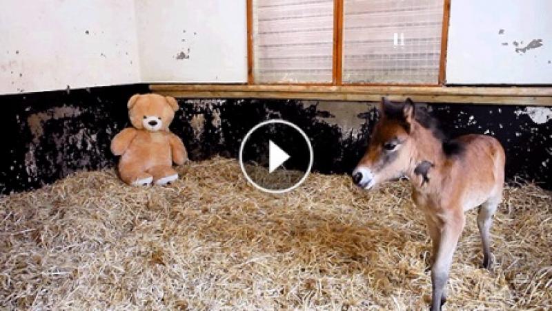 VIDEO: Te vei îndrăgosti de acest ponei! Iată ce poate face cu un ursuleț de pluș