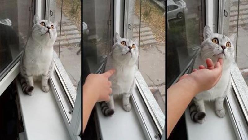 Nimic nu-i poate distrage atenţia acestei pisici! Video viral!