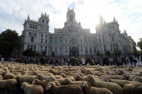 GALERIE FOTO! Ver para creer! MADRIDUL a fost invadat de OI! Miorița a ajuns în Capitala Spaniei!