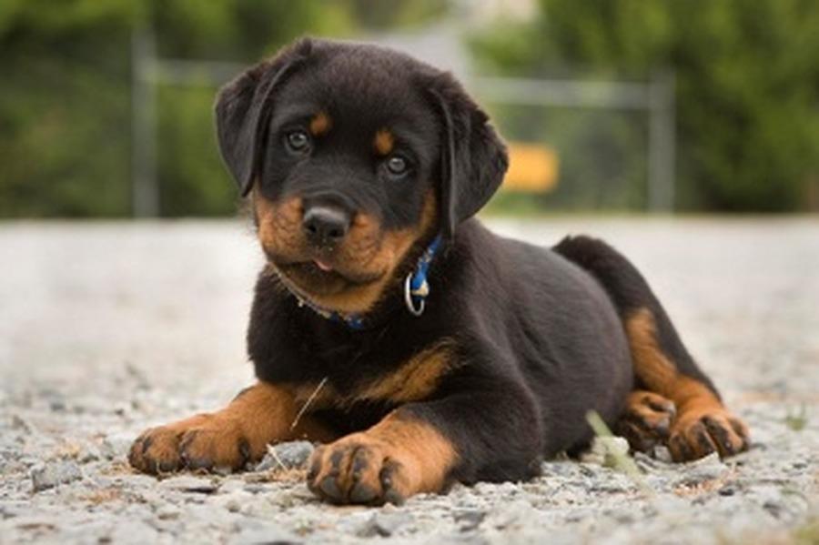 Te lasă fără cuvinte! Un cățel reacționează &icirc;n cel mai adorabil mod c&acirc;nd află că va avea o "surioară"!