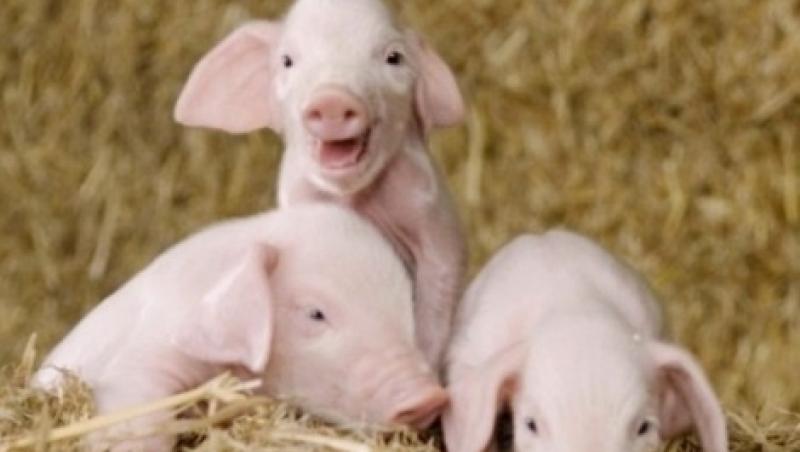 FABULOS! Cum face un măcelar cârnați, direct din PORCI VII (VIDEO)