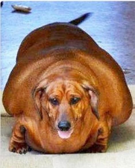 Gata cu răsfăţul! Ce s-a întâmplat cu cel mai gras câine din lume te va surprinde radical!