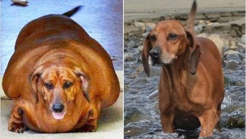 Gata cu răsfăţul! Ce s-a întâmplat cu cel mai gras câine din lume te va surprinde radical!