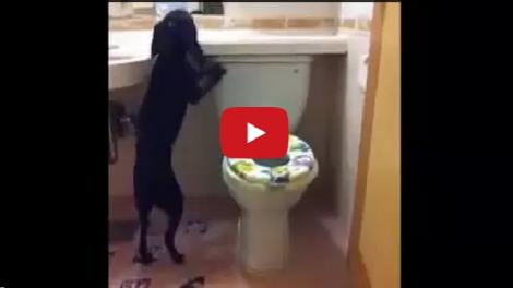 Asta DA educație: Și-a învățat câinele să folosească toaleta (VIDEO)
