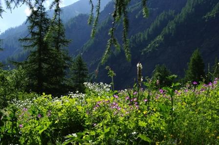 Este în România! Iată locul în care creşte planta care vindecă orice