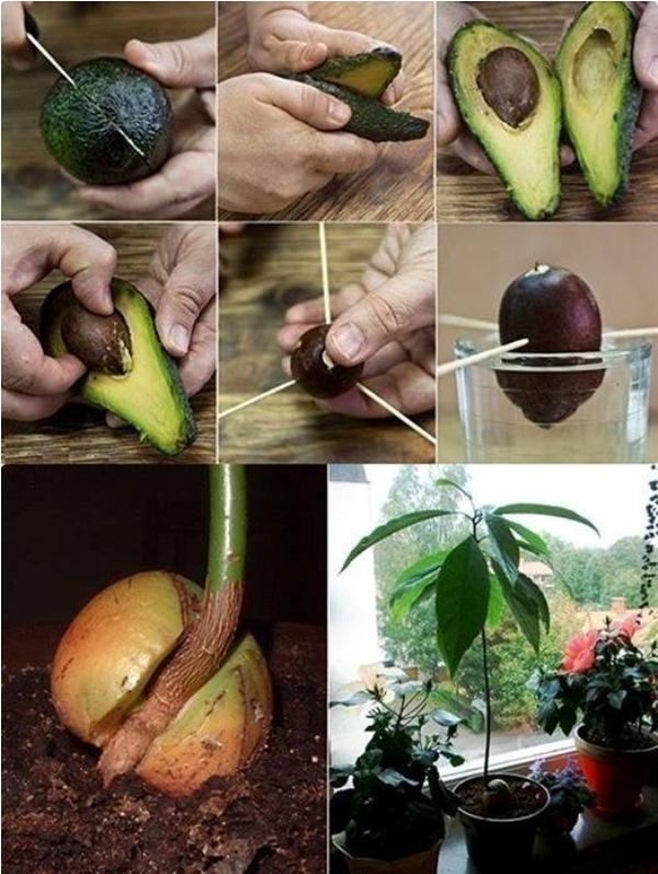 Îți dorești propriul avocado în casă! Află cum îl poți sădi și crește în 10 pași simpli!