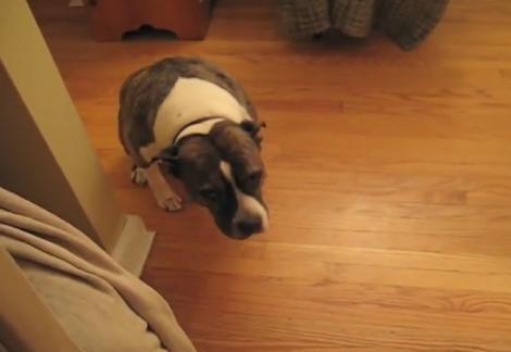 VIDEO: Oooff! Reacţia GENIALĂ a unui câine atunci când e CERTAT de stăpân că a distrus bradul de Crăciun