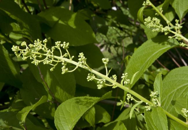 Planta miraculoasă care te scapă de CANCER! Unde se găsește și cum acționează