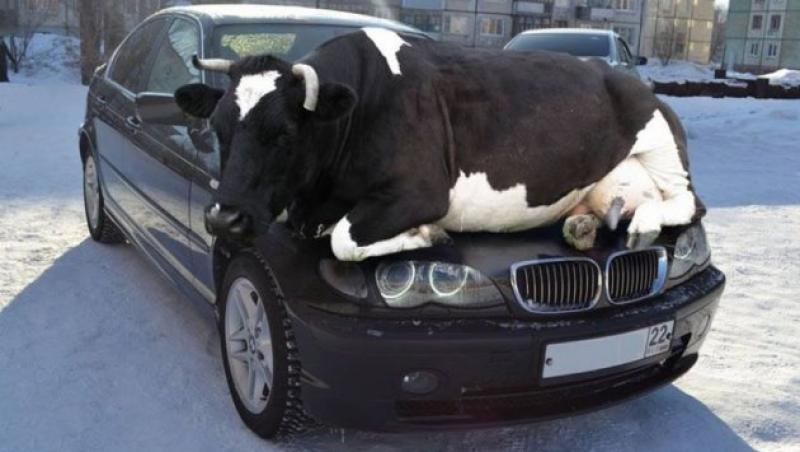 Imaginea anului! Ce se odihnește pe capota unui BMW!