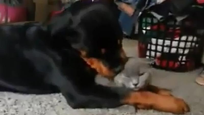 Prietenia dintre o pisică şi un câine, imposibilă!? Fals! Cum răsfaţă patrupedul ăsta o mâţă te va emoţiona instant