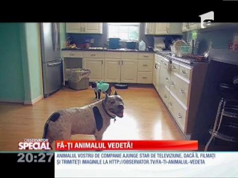 Fă-ți animalul vedetă: Aspiratorul pentru pisici!