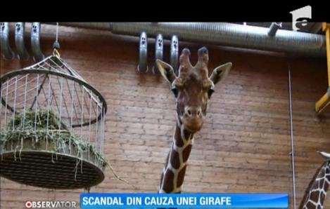 O girafă din Danemarca, executată şi aruncată la tigri, în faţa unor copii