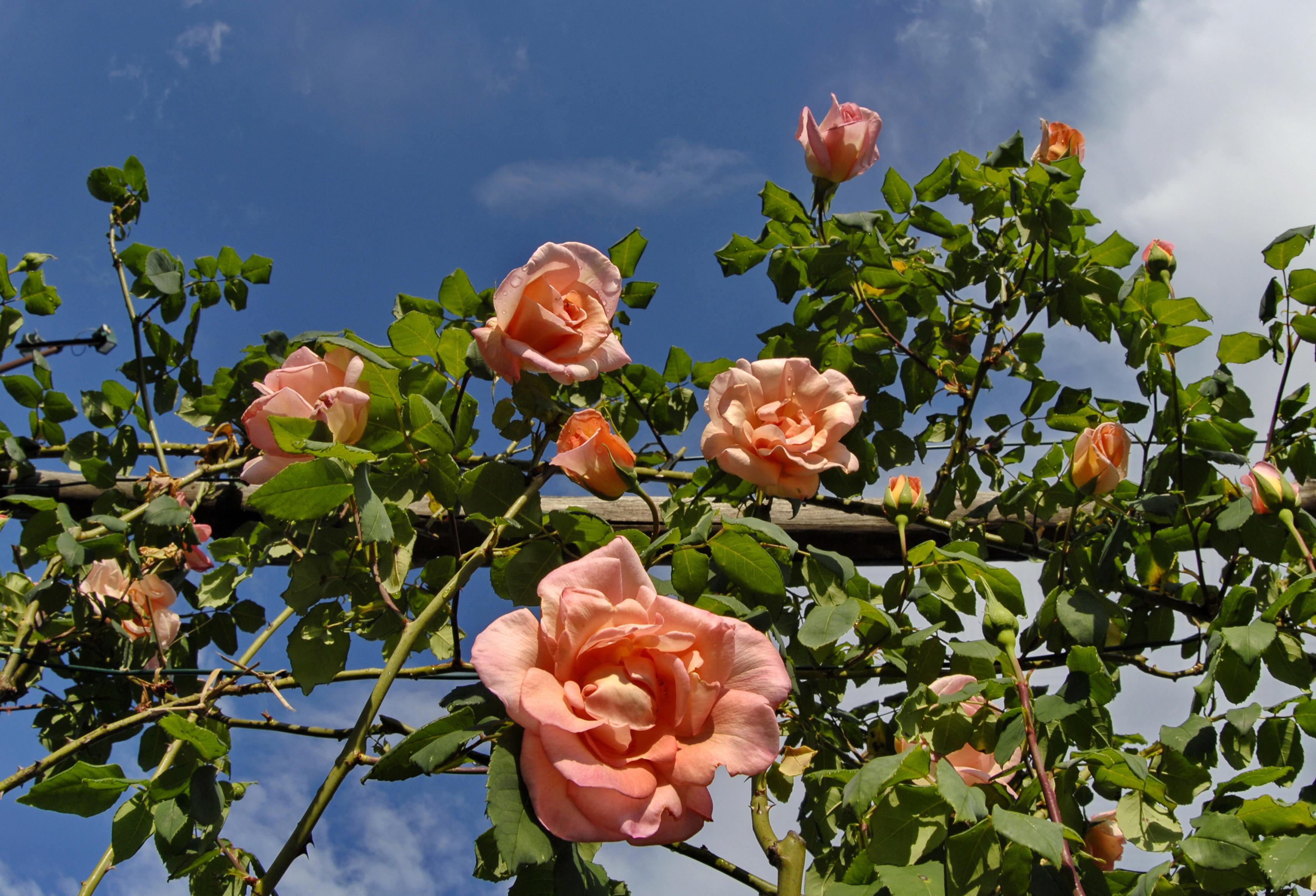 Cel mai frumos cadou pe care l-ai putea primi! Trandafirul care nu se ofilește niciodată
