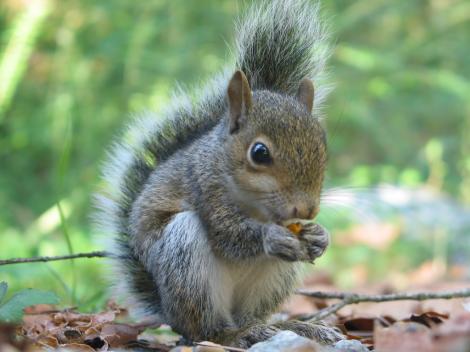 VIDEO! O veveriță își ascunde "prada" în blănița cățelului