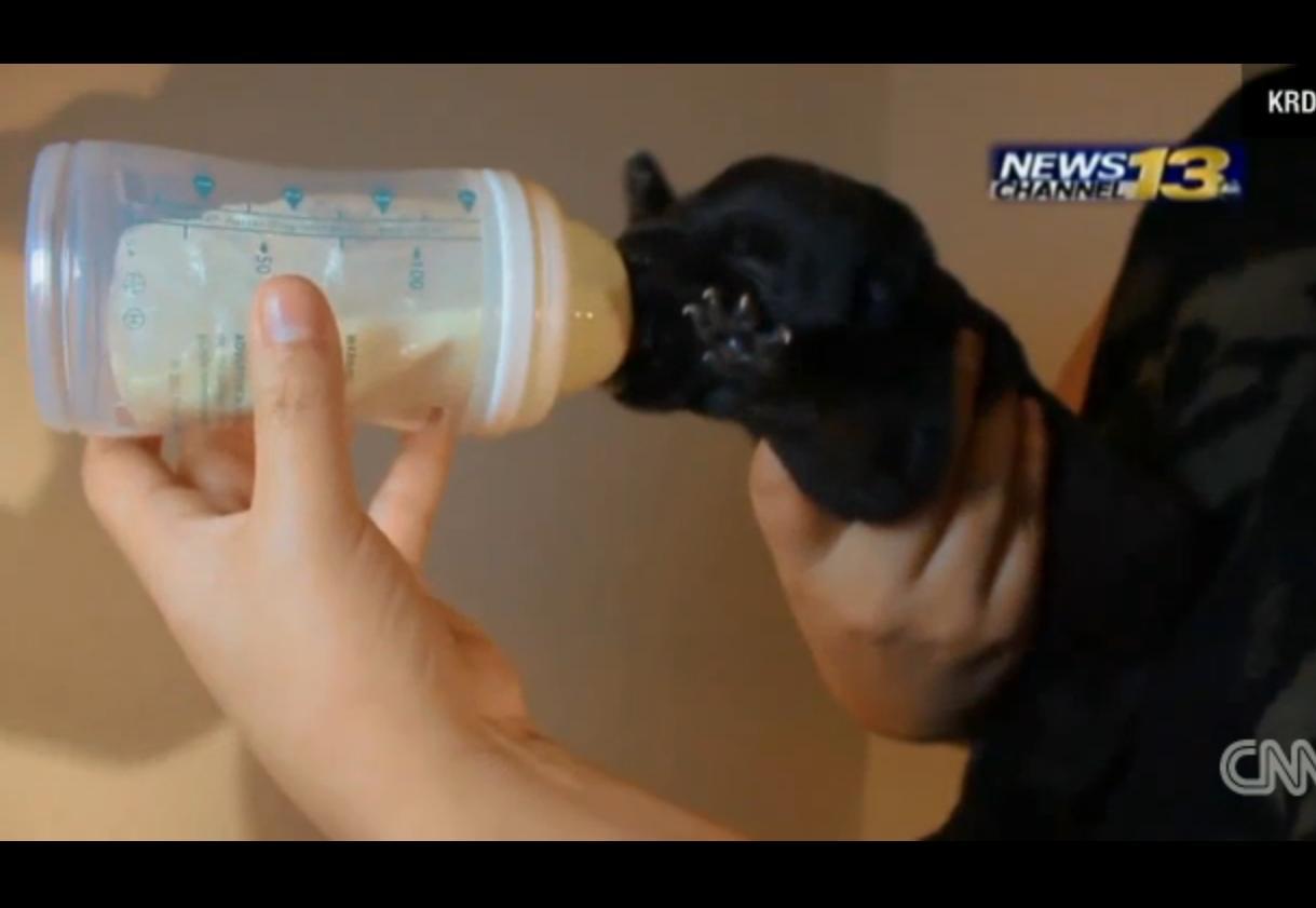 O americancă a alăptat un c&acirc;ine pentru a-i salva viaţa