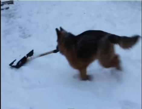 VIDEO! Un câine s-a apucat de deszăpezire