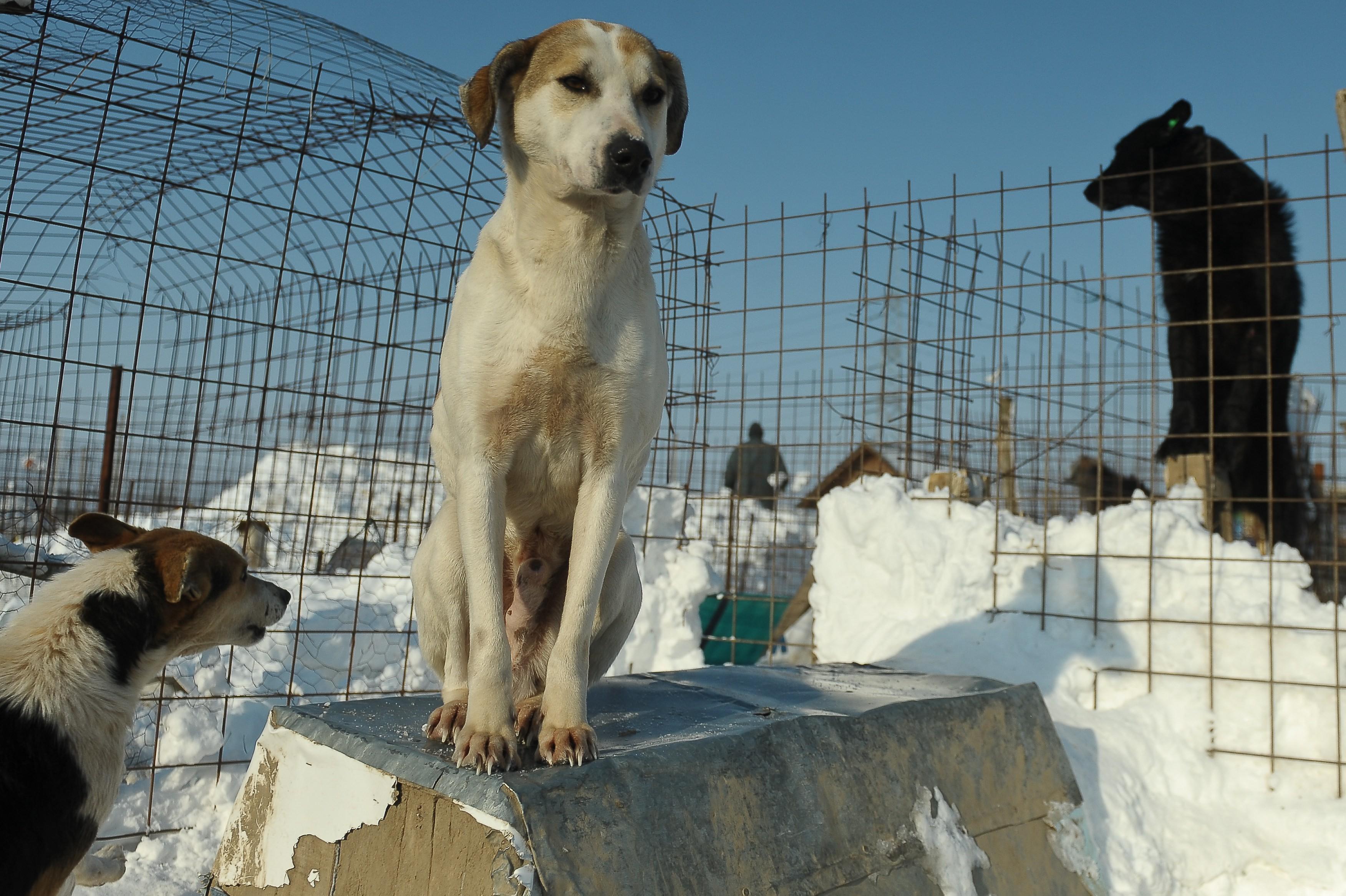 Toţi c&acirc;inii din adăposturile din sectorul 2 al Capitalei au fost adoptaţi la distanţă. C&acirc;t costă &icirc;ntreţinerea unui căţel