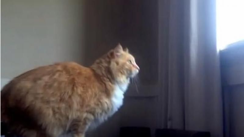 VIDEO! Un motan de tot râsul: Nu ştie să sară