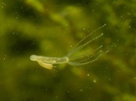 Cum arată animalul care trăieşte VEŞNIC. Oamenii de ştiinţă &icirc;ncă nu &icirc;şi pot explica misterul