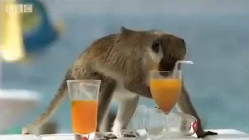 VIDEO! Maimuţele, mari amatoare de cocktail-uri alcoolice