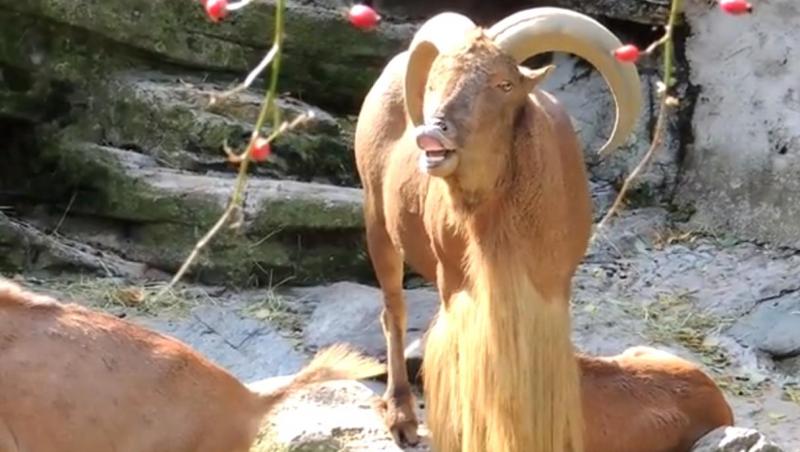 Dacă ai închide ochii, ai putea jura că ţipă un om